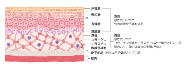 肌の構造の断面図
